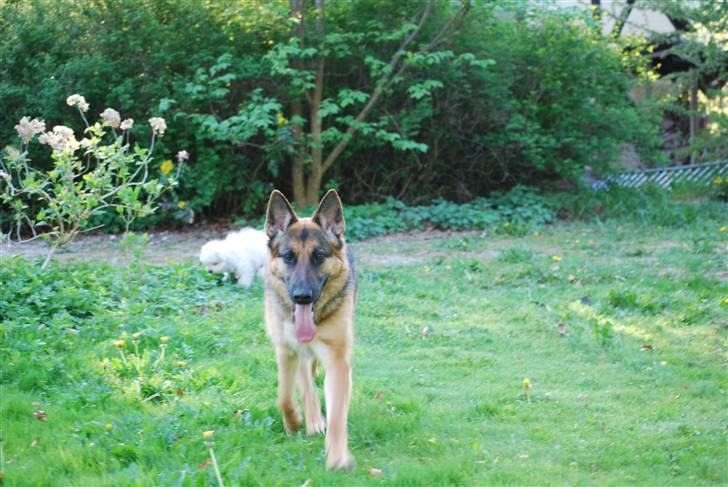 Schæferhund Freja <3 - Nu tager jeg dig :D billede 9