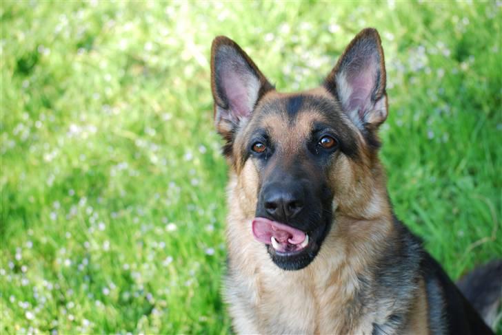 Schæferhund Freja <3 - <3 billede 10