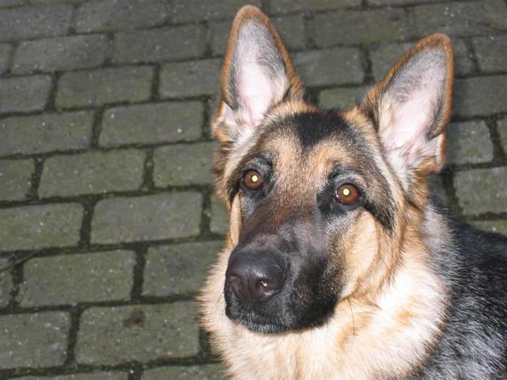 Schæferhund Freja <3 - SMUKT <3 billede 11