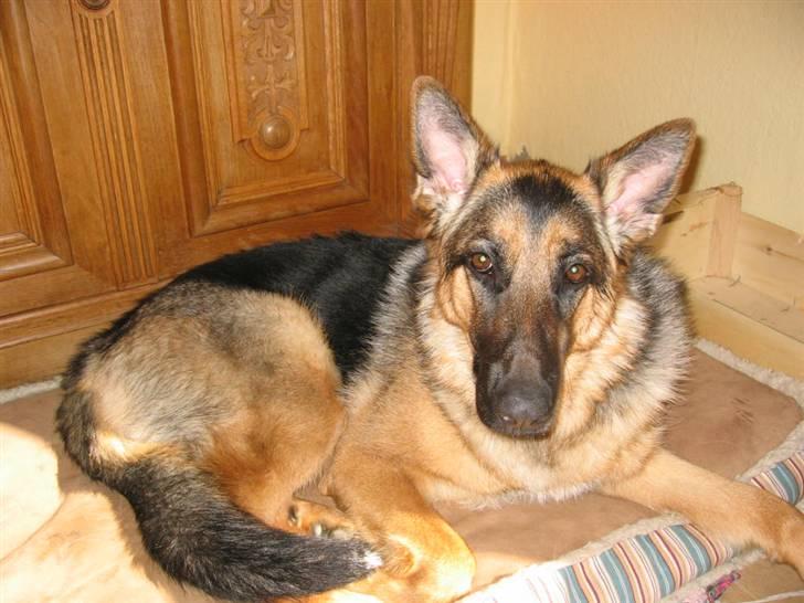 Schæferhund Freja <3 - Freja ! Tror hun er træt?! hehe billede 12