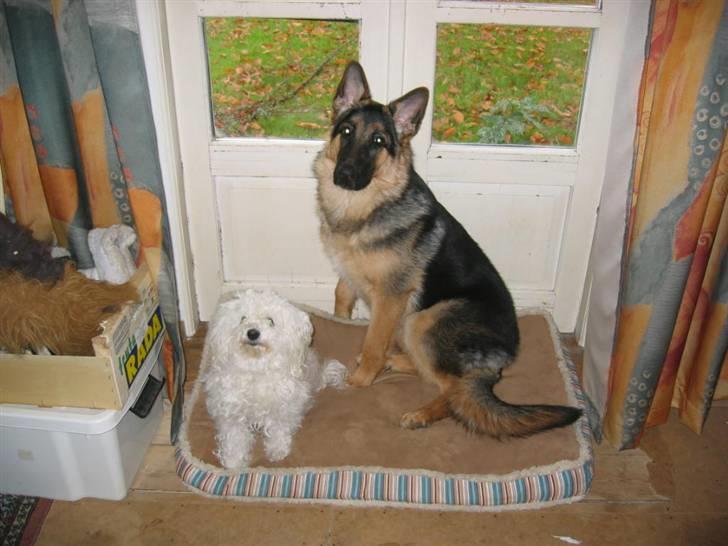 Schæferhund Freja <3 - Bonnie og Freja billede 13