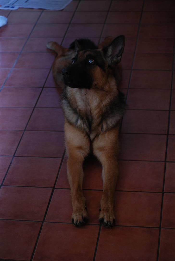 Schæferhund Freja <3 - "Mon der er noget lækkert i græsset?" billede 15