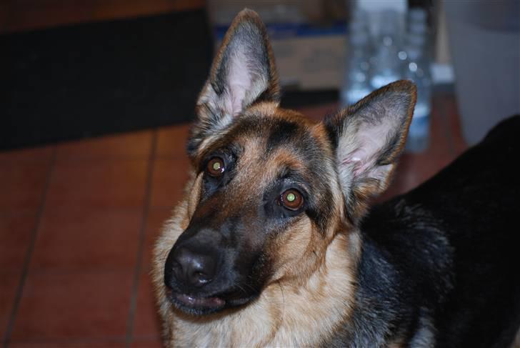 Schæferhund Freja <3 - Freja som venter på godbiden :D billede 16