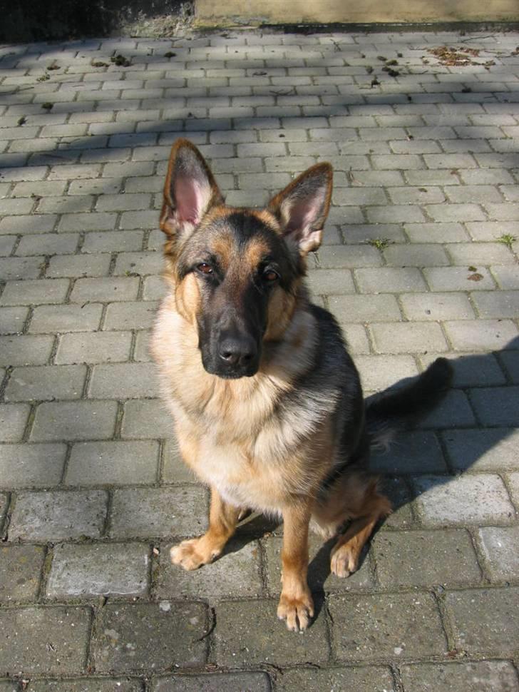 Schæferhund Freja <3 - Såå træt :D billede 17