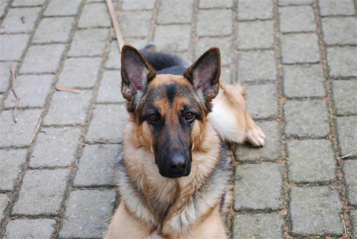 Schæferhund Freja <3 - Sååå nuttet <3 billede 18