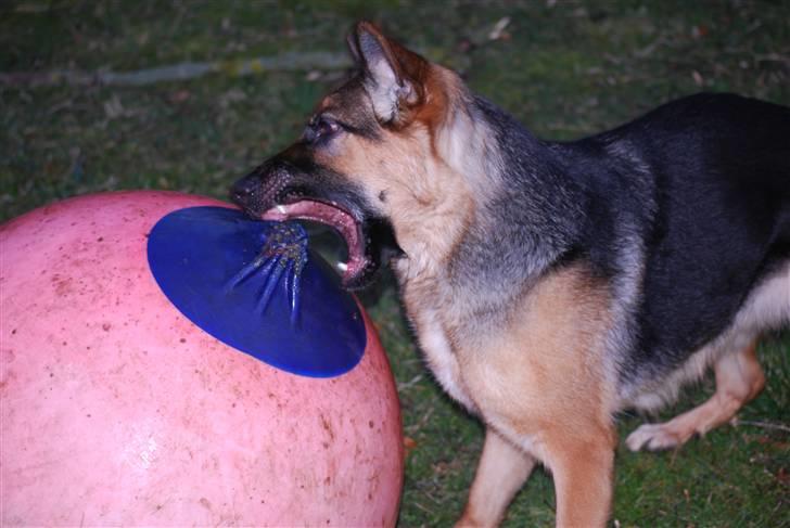 Schæferhund Freja <3 - Farlige Freja ;O  billede 19