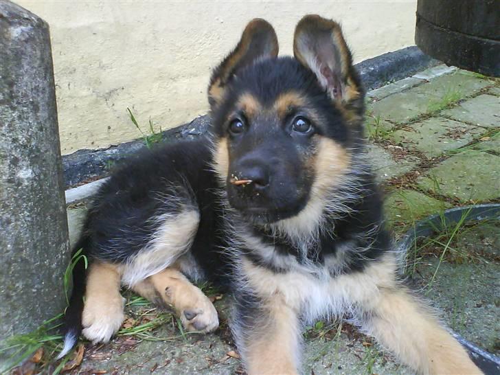 Schæferhund Freja <3 - Freja som Bette hvalp (; billede 20