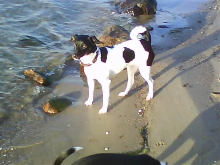 Dansk svensk gaardhund Mille billede 1