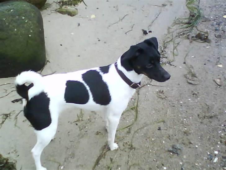 Dansk svensk gaardhund Mille billede 2