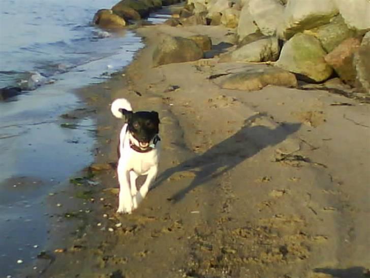 Dansk svensk gaardhund Mille billede 3