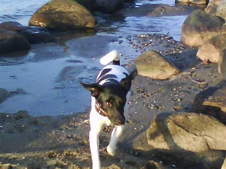 Dansk svensk gaardhund Mille billede 4