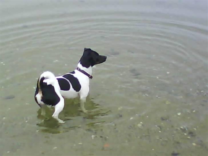 Dansk svensk gaardhund Mille billede 5