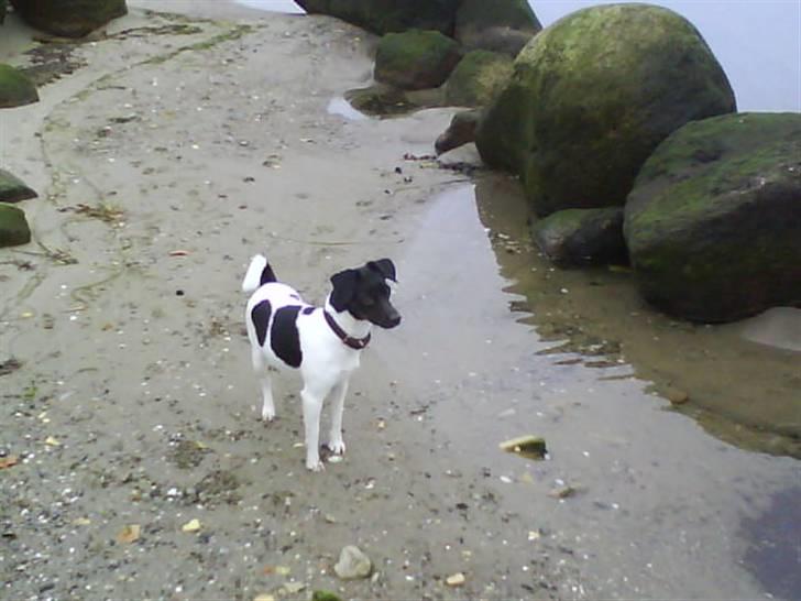 Dansk svensk gaardhund Mille billede 6