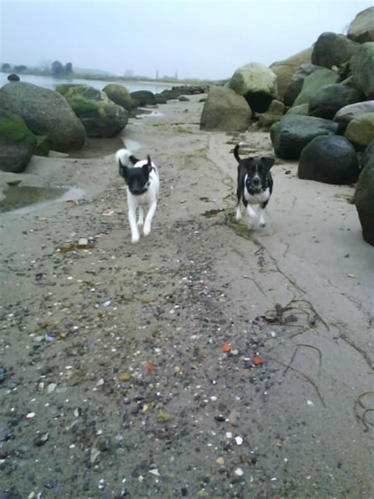 Dansk svensk gaardhund Mille billede 7