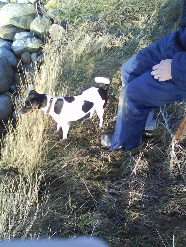 Dansk svensk gaardhund Mille billede 8