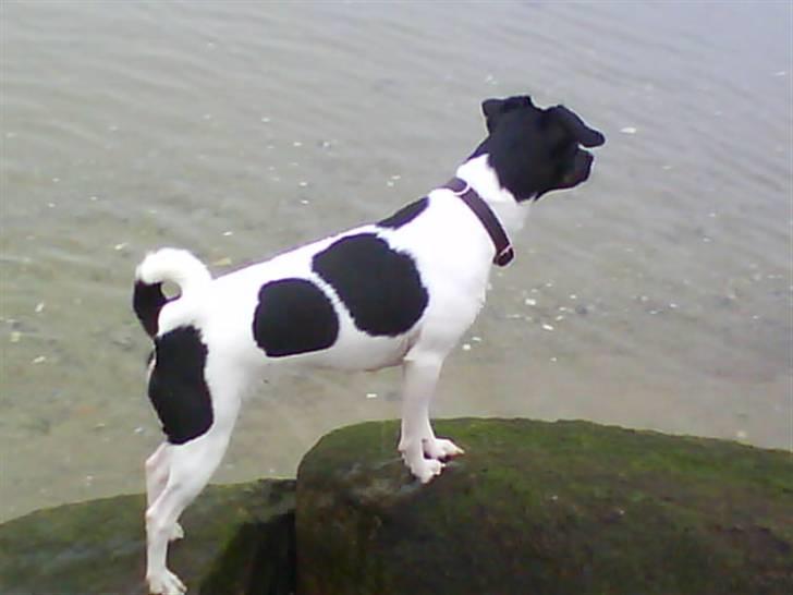 Dansk svensk gaardhund Mille billede 9