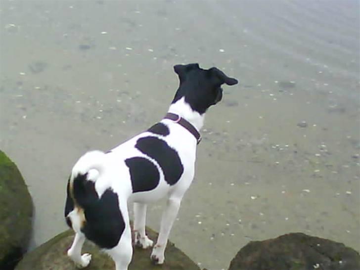 Dansk svensk gaardhund Mille billede 10