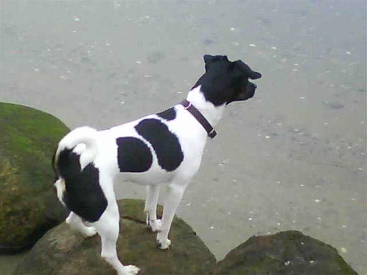 Dansk svensk gaardhund Mille billede 11