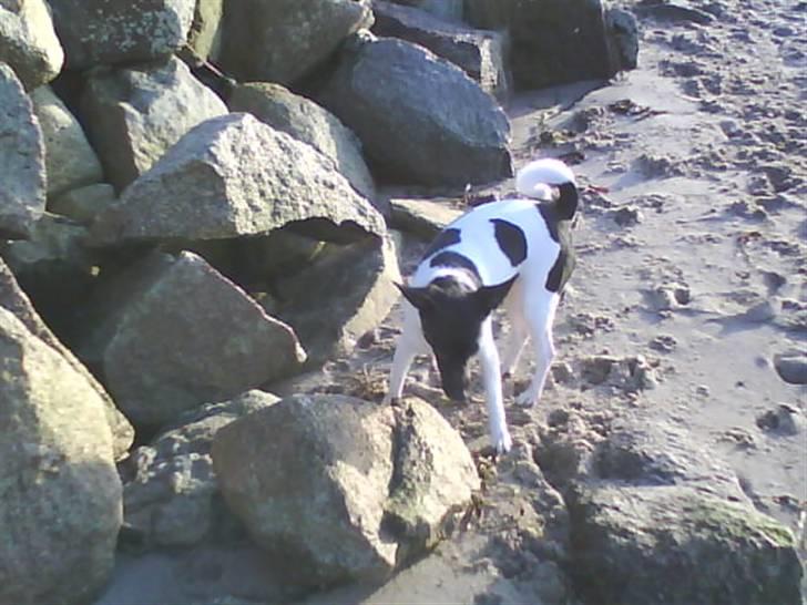 Dansk svensk gaardhund Mille billede 12