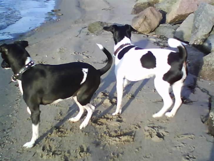 Dansk svensk gaardhund Mille billede 13