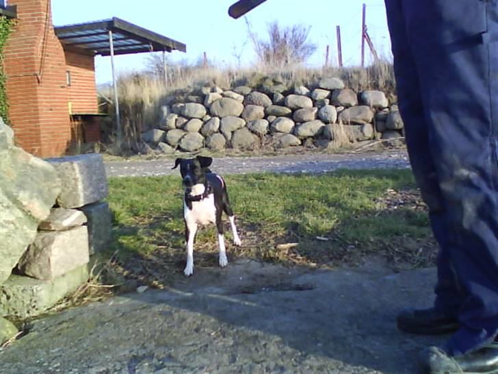 Dansk svensk gaardhund Daisy billede 15