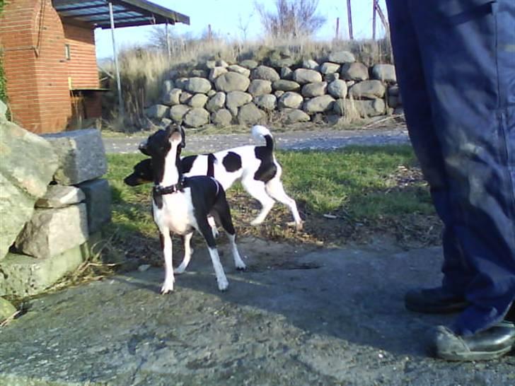 Dansk svensk gaardhund Daisy billede 16
