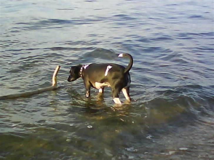 Dansk svensk gaardhund Daisy billede 17