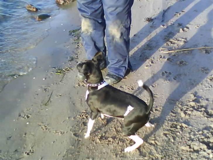 Dansk svensk gaardhund Daisy billede 18