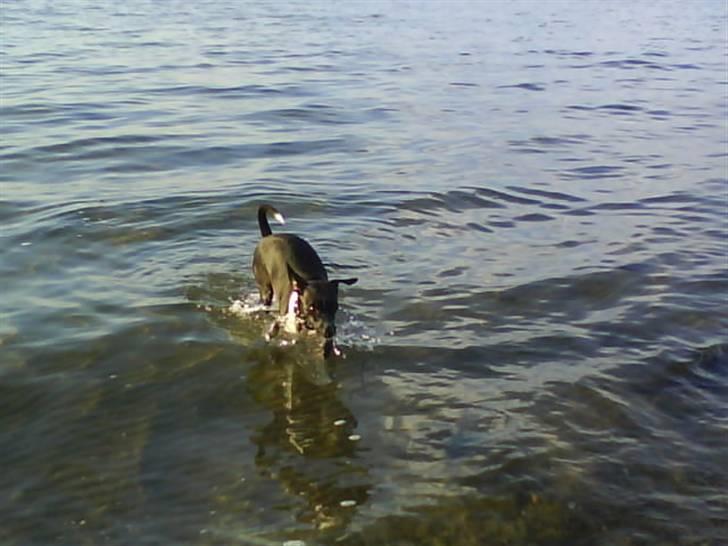 Dansk svensk gaardhund Daisy billede 19