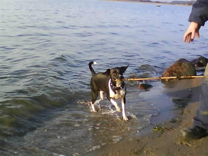 Dansk svensk gaardhund Daisy billede 20