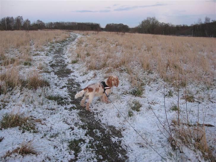 Cocker spaniel Freja r.i.p 20.1.19 - Ser lige om der sker noget her på marken... nej kom bare... billede 11