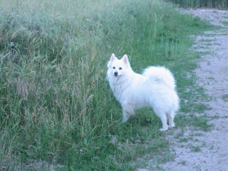 Dansk Spids Oliver billede 1