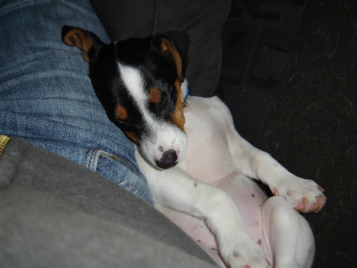 Jack russell terrier Karla billede 10