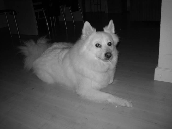 Dansk Spids Oliver billede 2