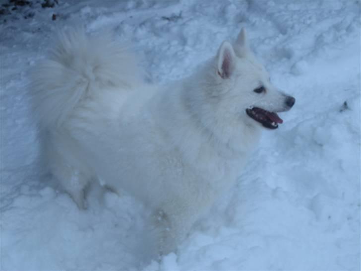 Dansk Spids Oliver billede 3