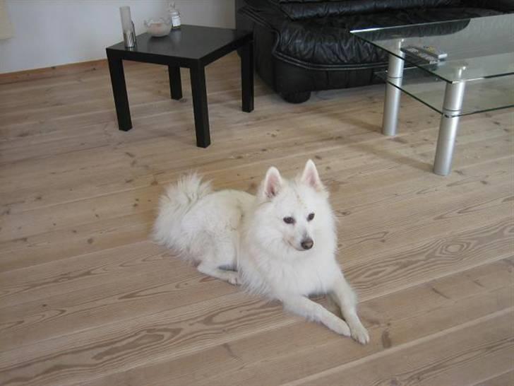 Dansk Spids Oliver billede 4