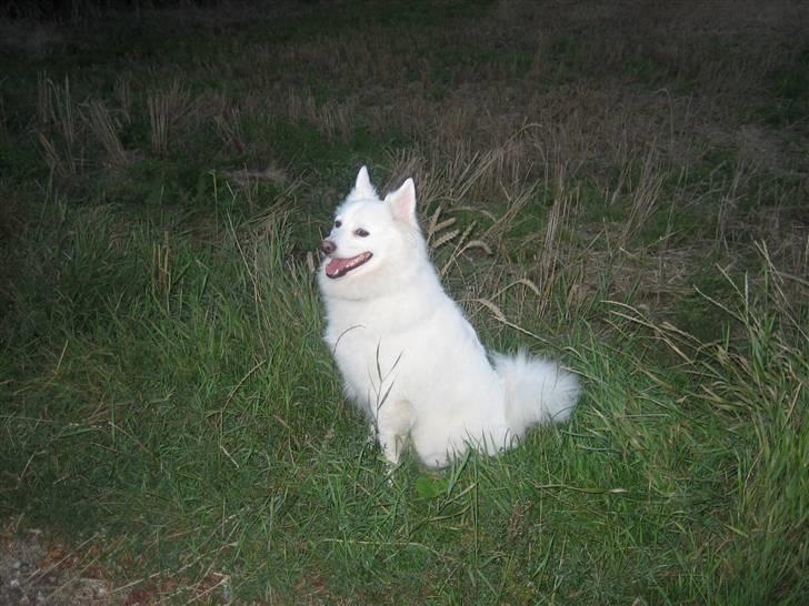 Dansk Spids Oliver billede 5