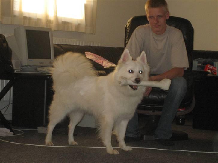 Dansk Spids Oliver billede 6