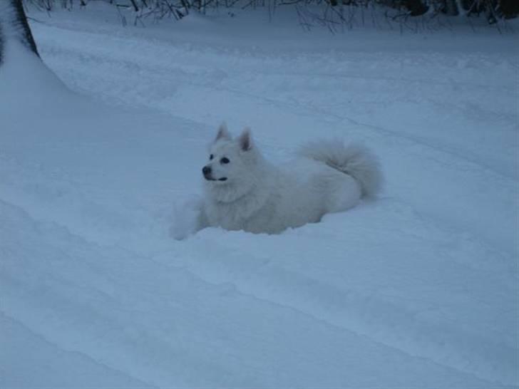 Dansk Spids Oliver billede 7