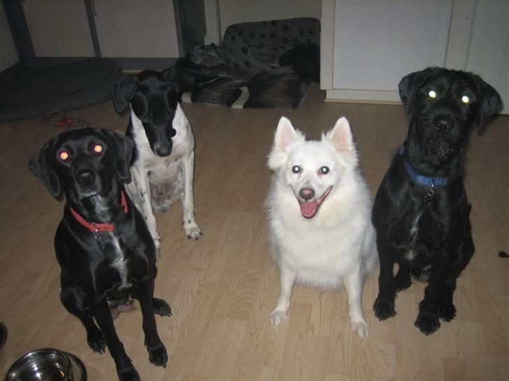 Dansk Spids Oliver billede 8