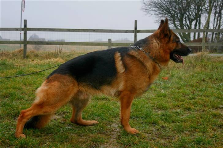 Schæferhund Hvolbæk Cako - Cako den 11-2-08 :-)  billede 1
