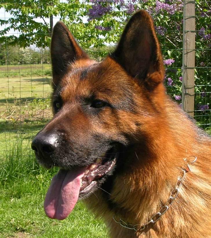 Schæferhund Hvolbæk Cako - Cako en smuk sommer dag i 2007 billede 2