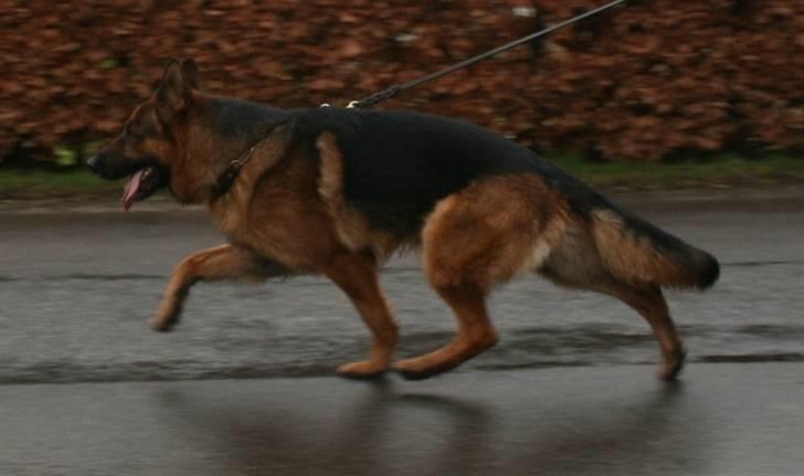 Schæferhund Hvolbæk Cako - da cako og jeg to en dejlig trave tur den 11-2-08 billede 3