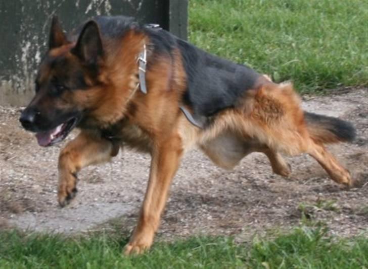 Schæferhund Hvolbæk Cako - Cako på vej til at stoppe en figurant :-) billede 4