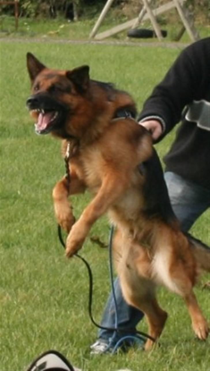 Schæferhund Hvolbæk Cako - en trænings aften billede 5