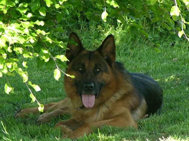 Schæferhund Hvolbæk Cako - endnu et sommer foto :-) Cako har fundet et skykke sted :-) 2007 billede 6