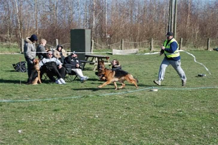Schæferhund Hvolbæk Cako - Cako og Torben på et skue billede 7
