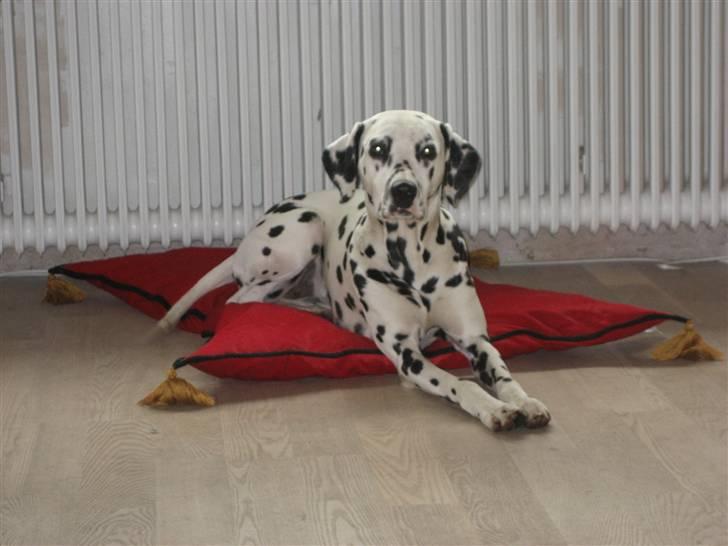 Dalmatiner Sille - Sille der troner på sit "flyvende" tæppe billede 1