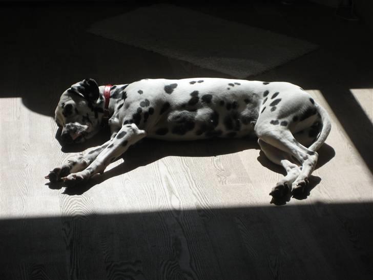 Dalmatiner Sille - Her hygger hun sig i solen billede 2