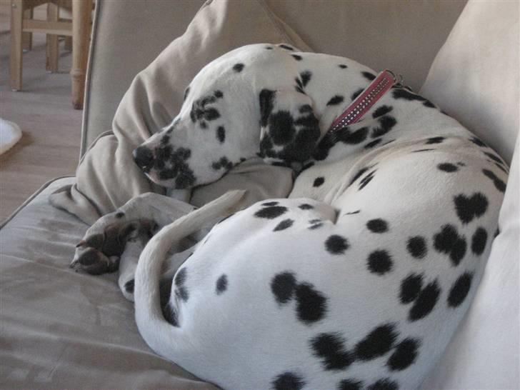 Dalmatiner Sille - Der er nu ikke noget som at få lov til at ligge i sofaen billede 3